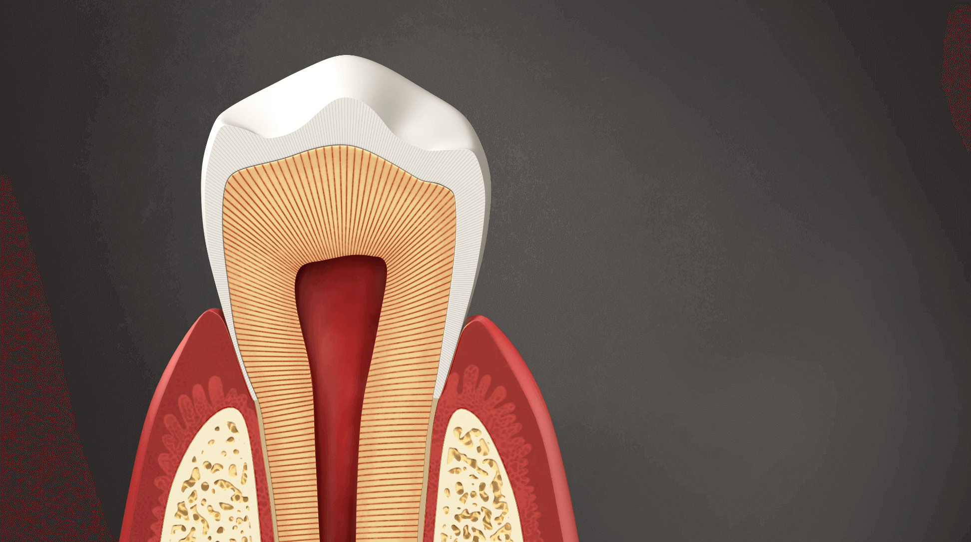 Anatomy of a Tooth